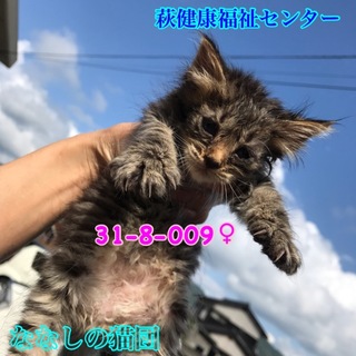 可愛いキジトラ子猫ちゃん 4匹兄妹で収容 009♀