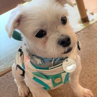 元気いっぱいでお散歩大好きなぽんたくん