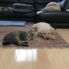 まいっ