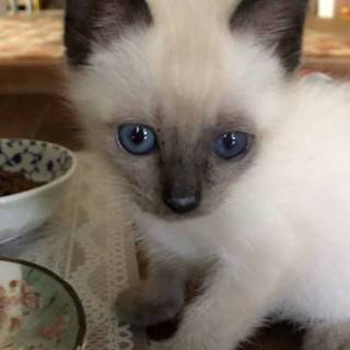 アンズちゃん、元気いっぱいお転婆さん♡