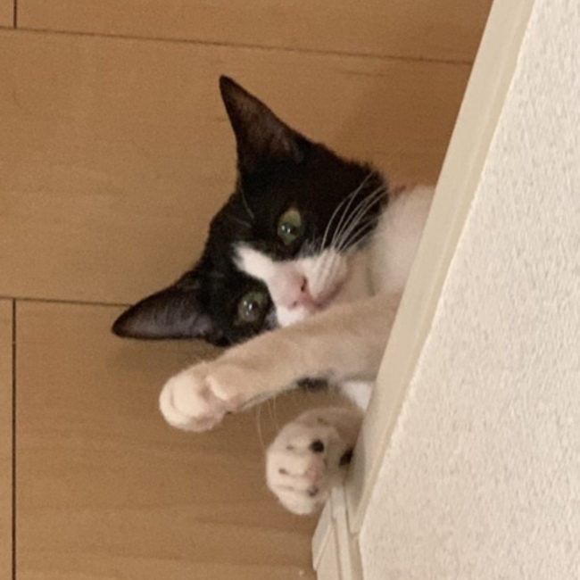 シェリーメイxのカバー写真
