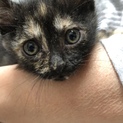一旦停止します。  人懐っこいサビ猫ちゃん