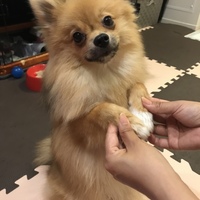 リリィー