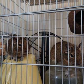 11/24産まれのデグーです。