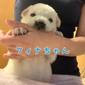 コロコロ 甘えん坊 フィナちゃん 女の子