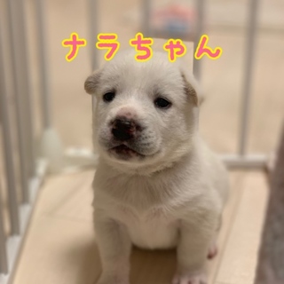 賢い女の子 ナラちゃん