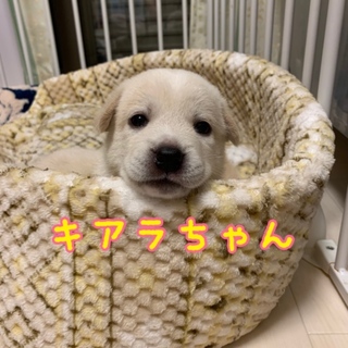 お目目パッチリ キアラちゃん