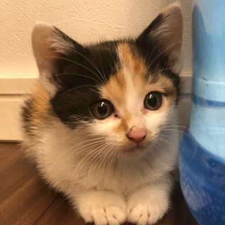 可愛い子猫★ミケ★遊ぶの大好き