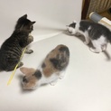 可愛い子猫３きょうだい