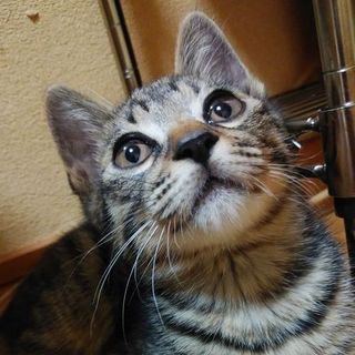 ちょっぴり臆病なキジトラ君