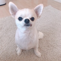 ココ