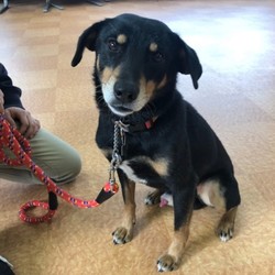 犬猫譲渡会 サムネイル2