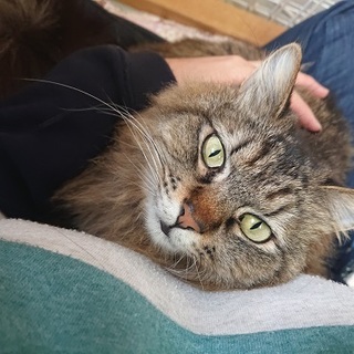 ルルちゃんとチクロちゃんの里親募集