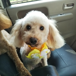 トイプードルの女の子（アプリ）