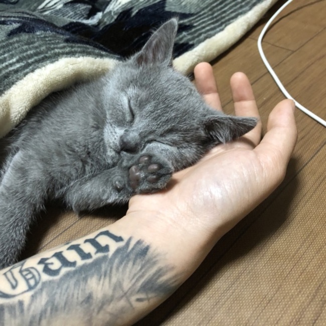 田中P(たなぴ)のカバー写真