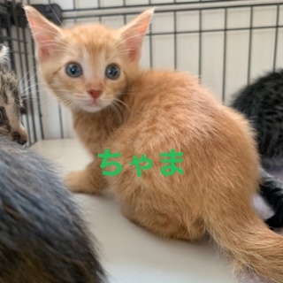 #ちびーず５ ちゃまくん