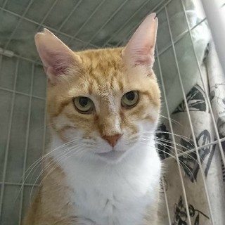 旧寡黙な男　ヒロシ