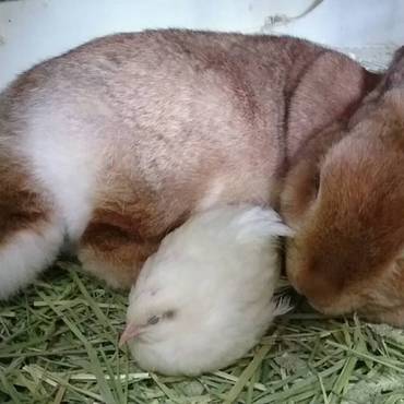 仲良しな2羽　ラビさんに毛繕いされてるツム