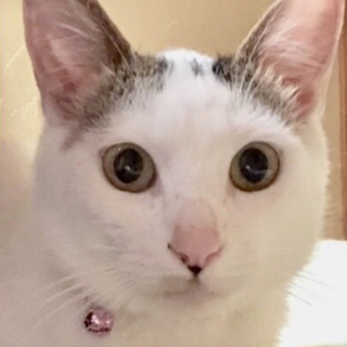 抱っこ大好き甘えんぼ  真っ白ふあふあのゆきちゃん