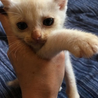 仔猫 クリームちゃん