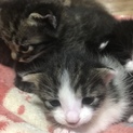 里親さま募集中です
