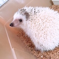 ハリネズミ♂里親さん募集