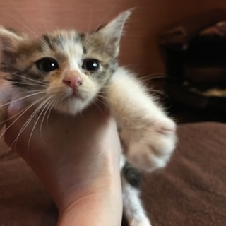 三毛猫 約1ヶ月半