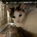 高齢の方へ。また狭いお家に住んでる方へシニアです。