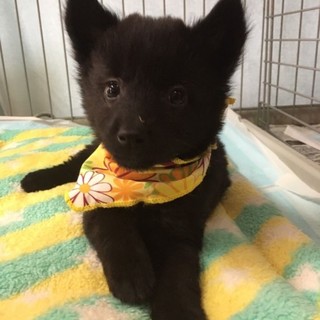 子熊のようなティー君 2ヶ月半」香川県 - 犬の里親募集(264143