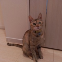 貴和子（きなこ）