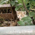 生後1ヶ月前後のこねこ★募集一時中止★