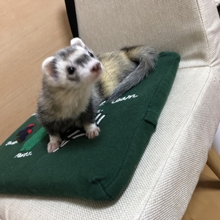 可愛がってくださる方募集してます