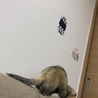可愛がってくださる方募集してます サムネイル2