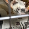 可愛がってくださる方募集してます サムネイル3
