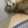 可愛がってくださる方募集してます サムネイル5