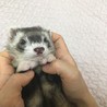 可愛がってくださる方募集してます サムネイル7
