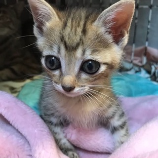 くりくり大きなおめめのベンガル風“美”子猫ちゃん