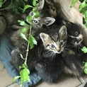 生後1ヶ月以内子猫5匹