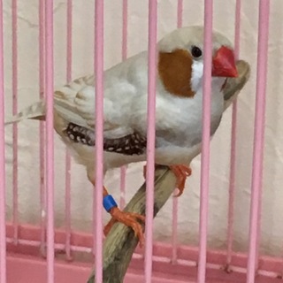 キンカチョウ里親募集