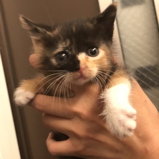 可愛い子猫★ミケ★個性的な模様