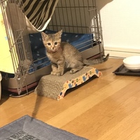 きぬ