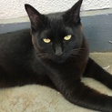 黒猫２歳♀急募！