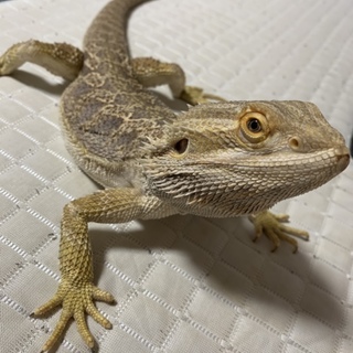 募集一次停止中