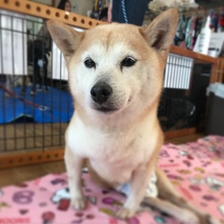 下半身麻痺ですが穏やかで優しい豆柴★ジェニー