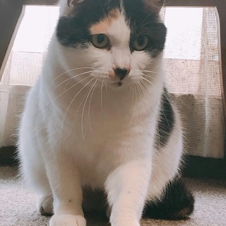 おしゃべり大好き甘えん坊の女の子！