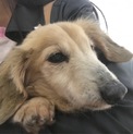 小さなツンデレおじいちゃんダックス★アーティ