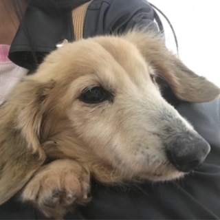 小さなツンデレおじいちゃんダックス★アーティ