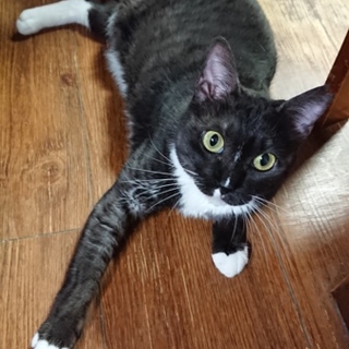 人間大好き！}【ΦωΦ】{地域猫から卒業！