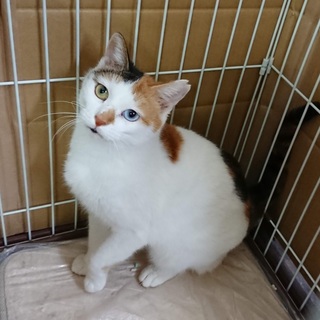 オッドアイの三毛さん}【ΦωΦ】{地域猫から卒業！