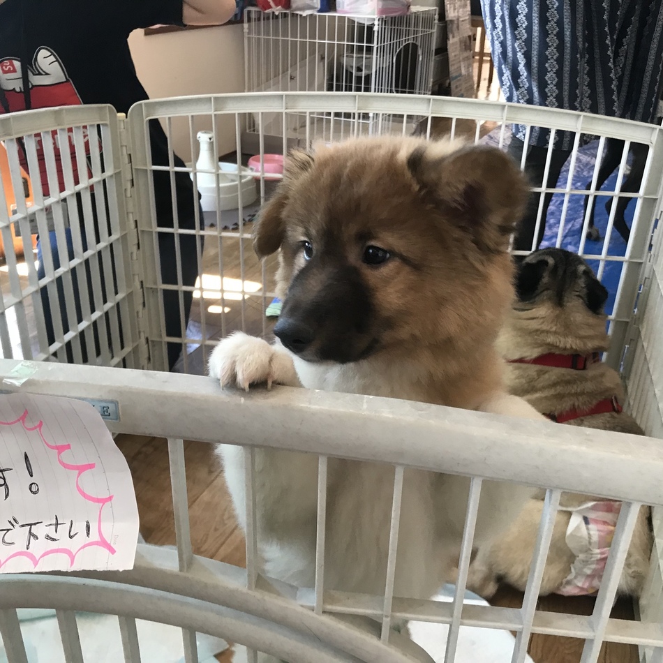 里親様絶賛募集中★龍馬のカバー写真